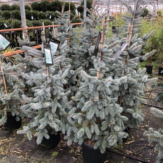 Picea Pungens Hoopsii 15 Litre pot 100cm, excluding the pot.