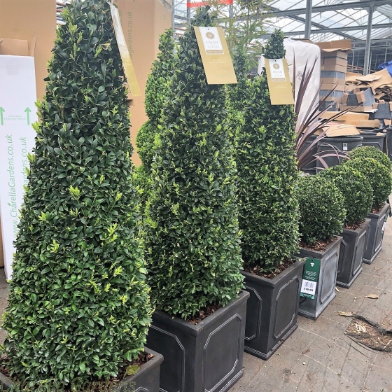 Pre Planted Buxus Topiary Cone 70cm plant, in a 27cm Chelsea Planter - Total delivered height 90 to 95cm