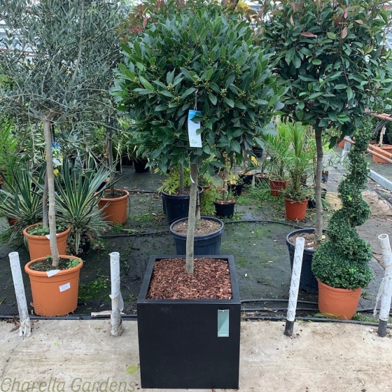 Large head ready potted Bay Trees 50cm Onyx Planter
