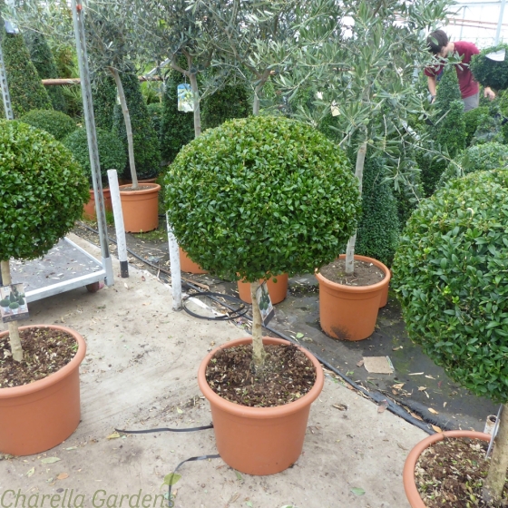 Standard Buxus Plants.18 Litre pot. 90/100cm