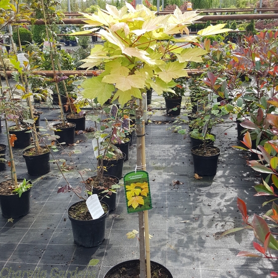 Acer Pseudoplatanus Brilliantissium 60cm stem - May 2016