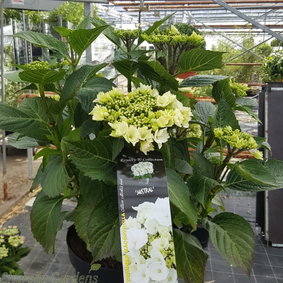 Large white flowering  Hydrangea plants - Hydrangea Mistral 7.5 litre pot