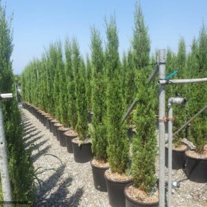 our wide range of juniper trees