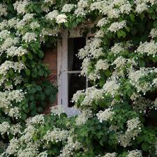 The UKs favourite flowering plant the stunning Hydrangea