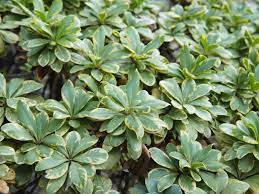 Our Best Alternatives to Buxus