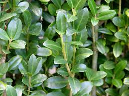 Our best alternatives to Buxus