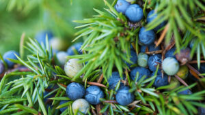 Our Wide range of Juniper Trees