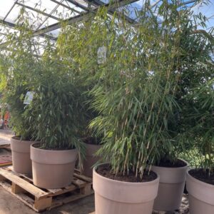 Stylish Plant Pots and Planters